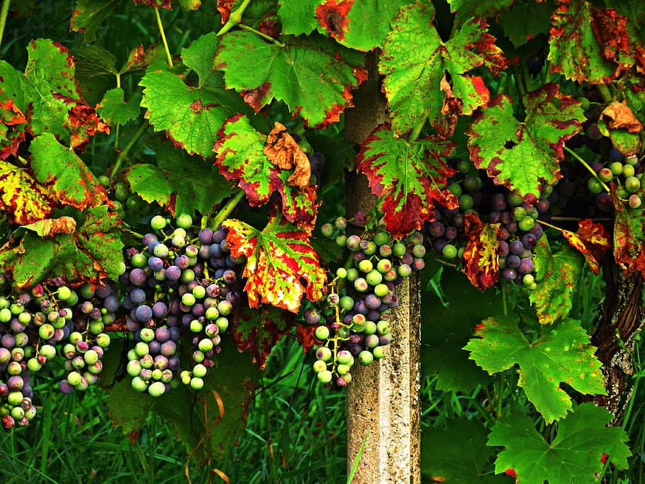 grapes, foliage, autumn, fruit, colors, growth, leaf, plant part HD wallpaper