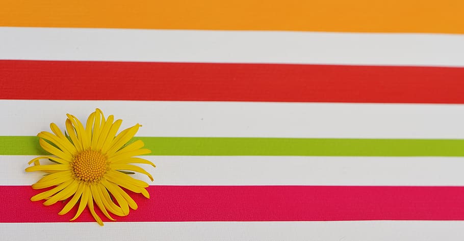 Flower, Spring, Yellow, pointed flower, close, beautiful, striped HD wallpaper