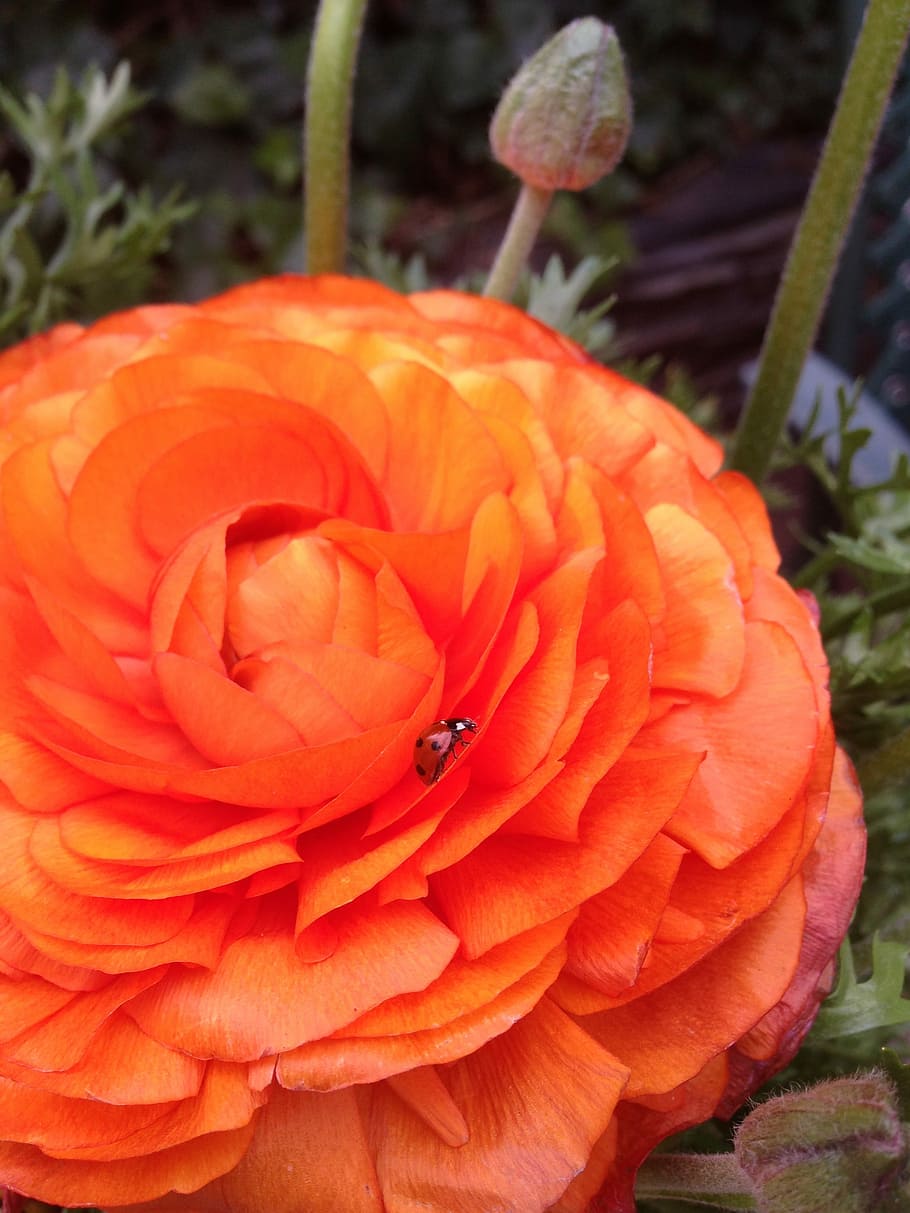 Flower, Plant, Ranunculus, Spring, Flora, flower garden, ladybug HD wallpaper