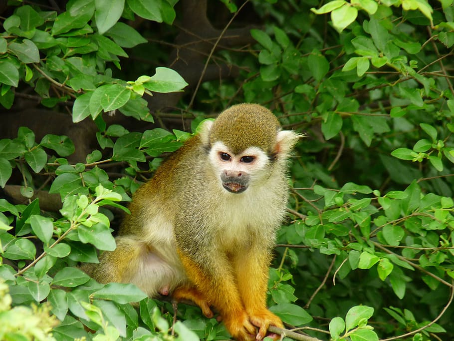animal, monkey, green, one animal, animal themes, leaf, plant part HD wallpaper