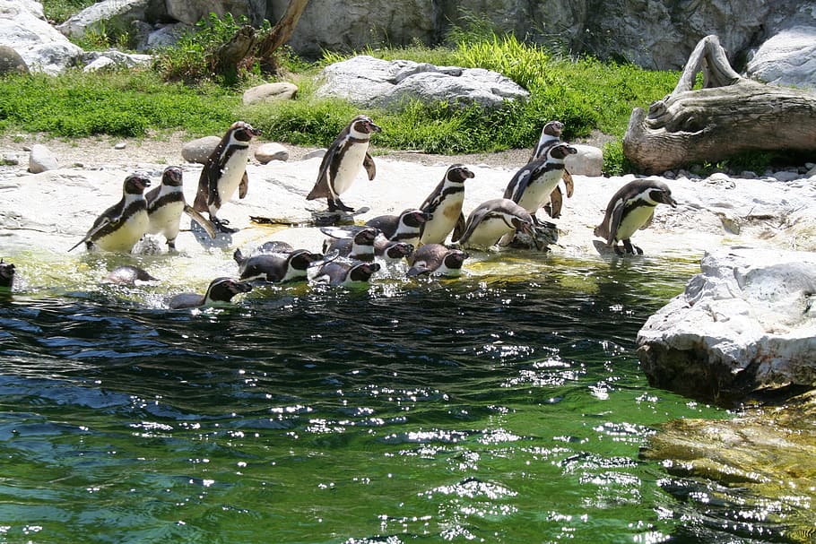 penguin, swim, water, quantitative, cool, wet, refresh, group of animals HD wallpaper