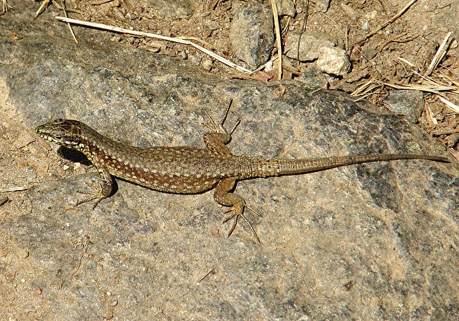 lizard, reptile, animal, animal themes, animal wildlife, one animal HD wallpaper
