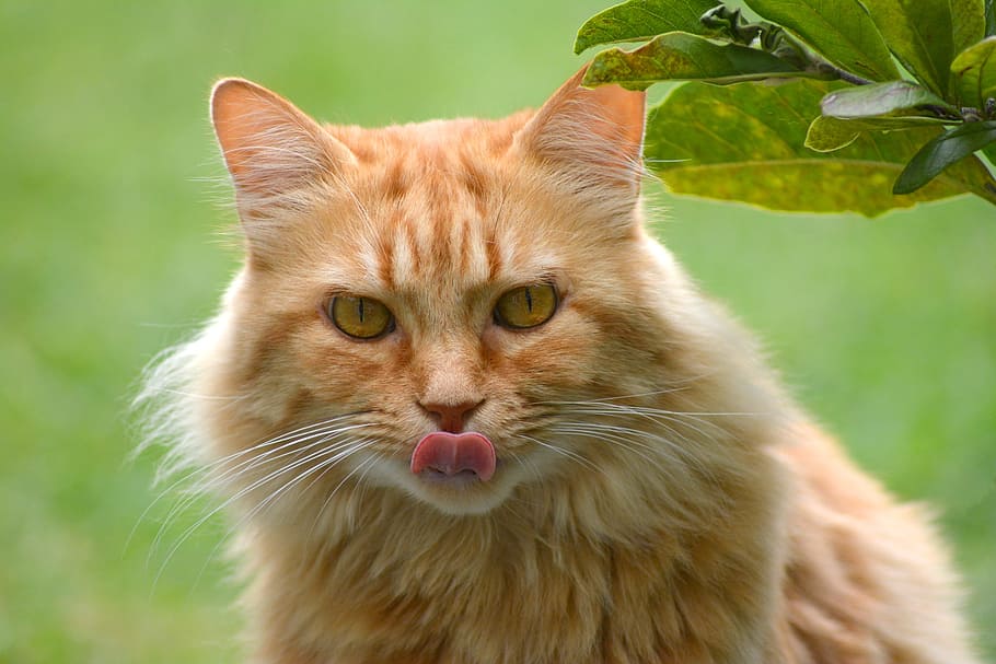 close-up photography of orange tabby cat, tongue, cat tongue