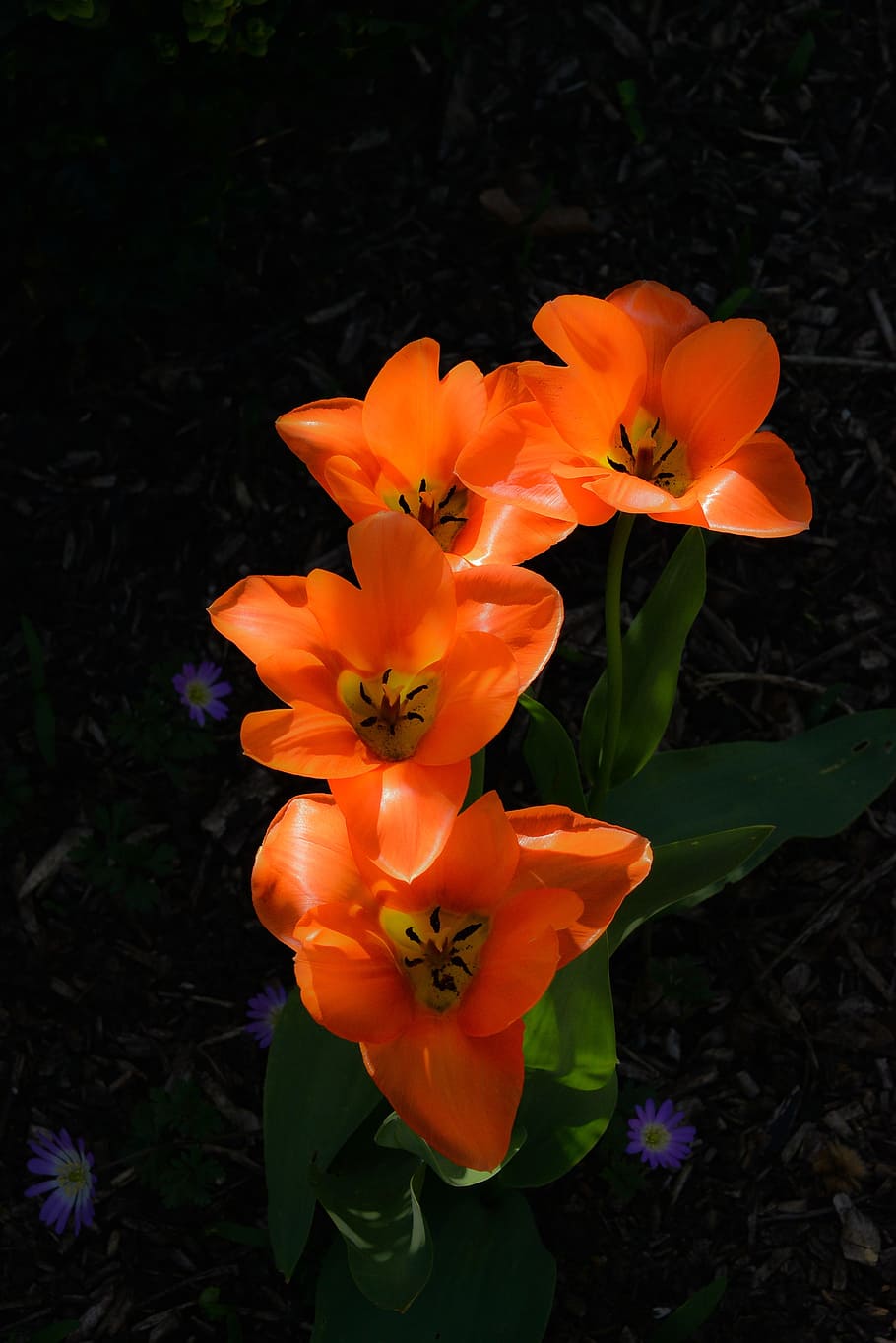 Garden, Botany, Flower, petal, orange color, flower head, plant HD wallpaper