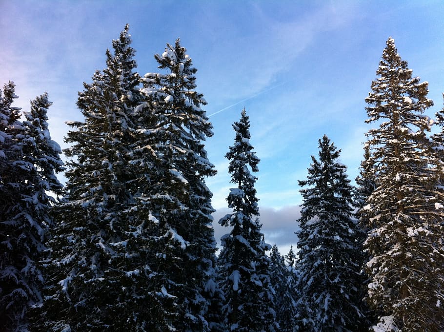 snow, wintry, winter, tree, mountains, snowy, cold, plant, beauty in nature HD wallpaper