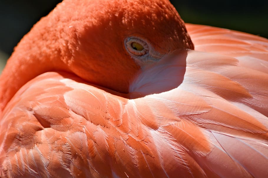 flamingo, bird, sleepy, animal, wildlife, nature, beak, feather HD wallpaper