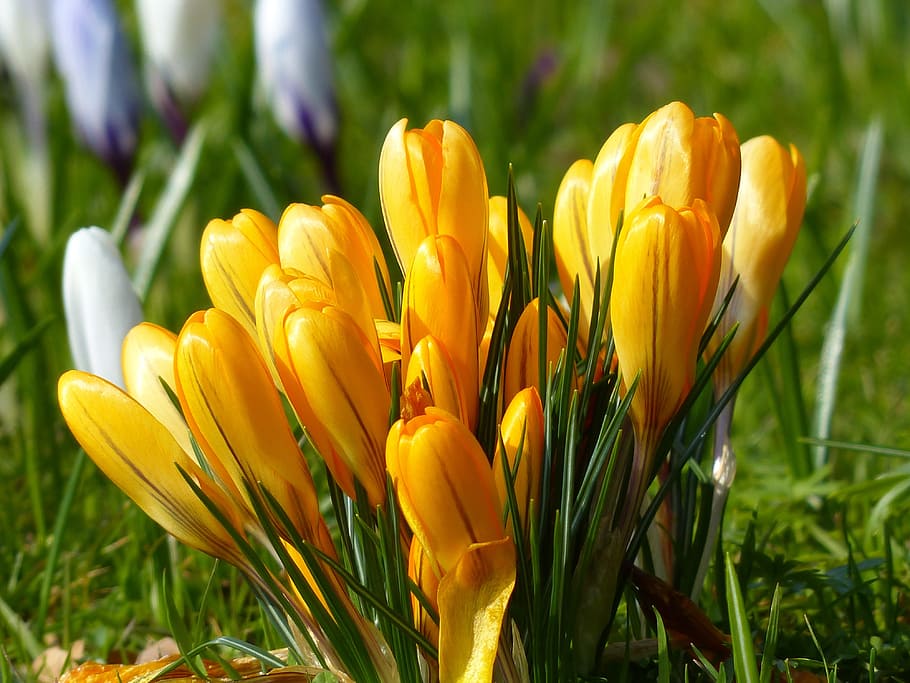 Crocus, Yellow, Bloom, Blossom, plant, nature, spring, flower HD wallpaper