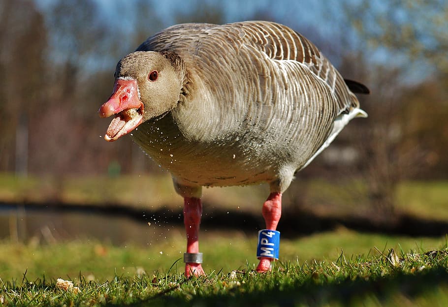 goose, bird, feather, bread, water bird, poultry, bill, plumage HD wallpaper