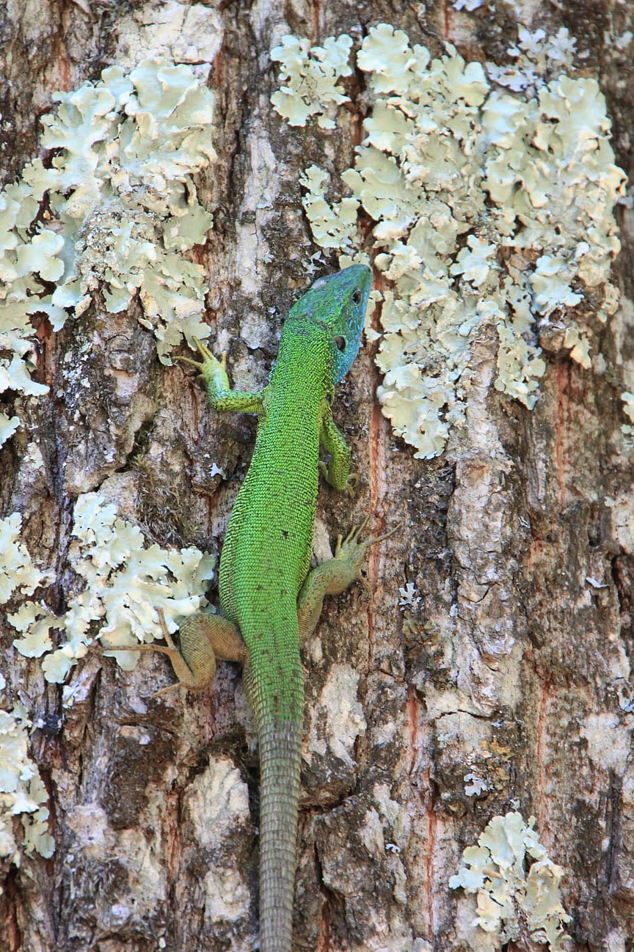 climbing, forest, green, lacerta, lizard, trees, viridis, animals HD wallpaper