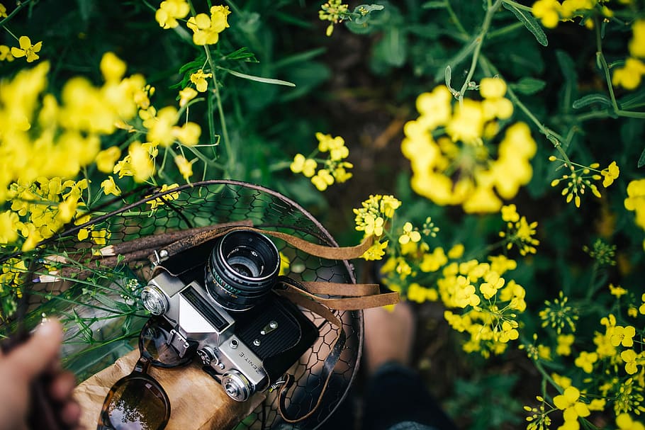 Woman with vintage camera in the field of blooming rapes, summer HD wallpaper