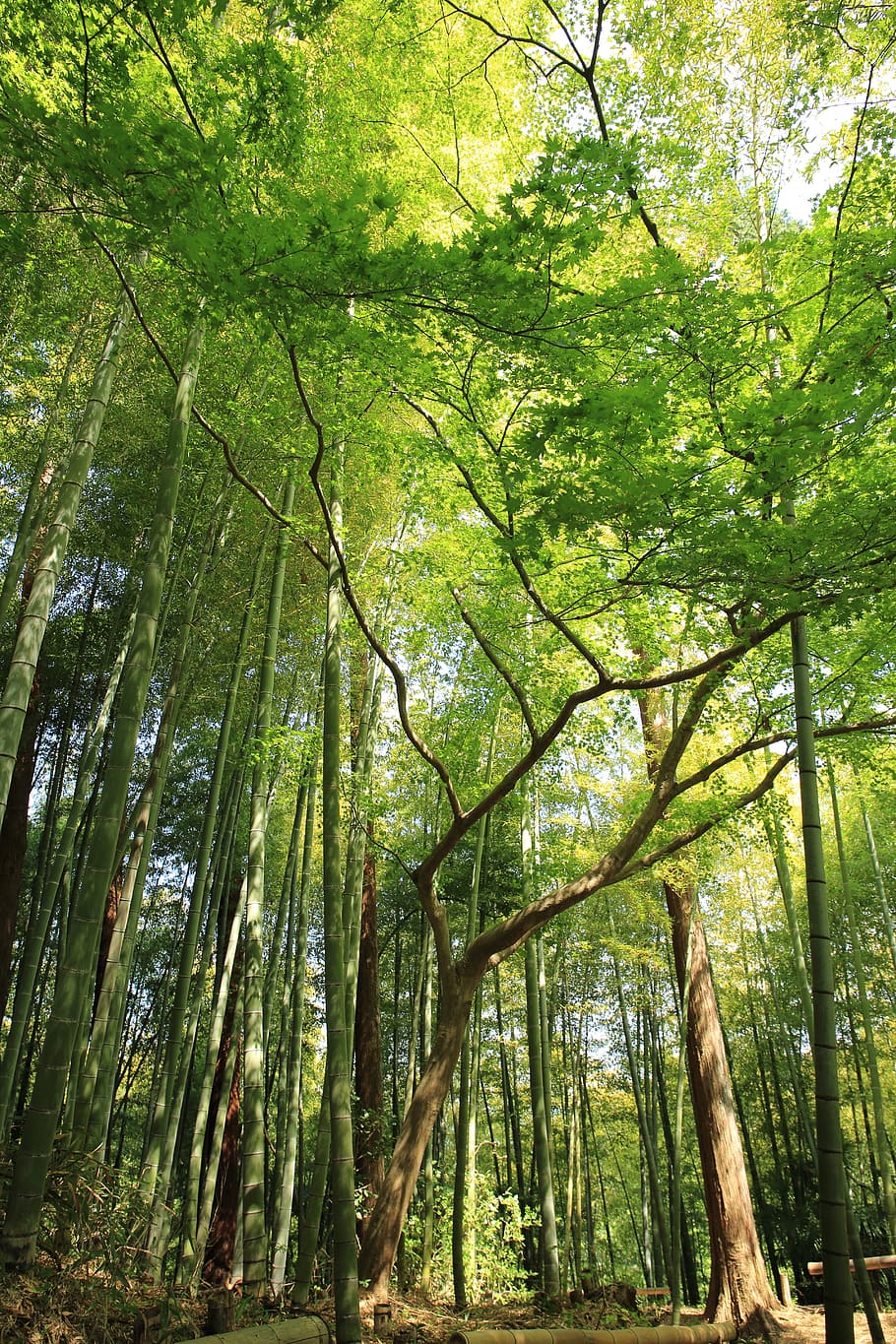 forest under white sky, forest trees during daytime, photo, green leaf HD wallpaper