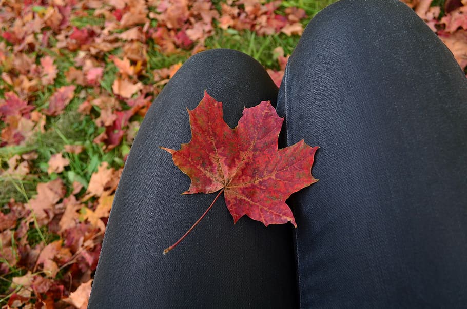 autumn leaves, fall, maple, maple leaf, red, change, plant part HD wallpaper