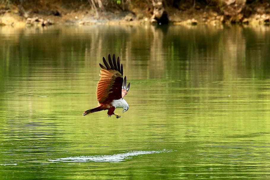 brahminy kite fishing above water at daytime, red hawk, bird HD wallpaper