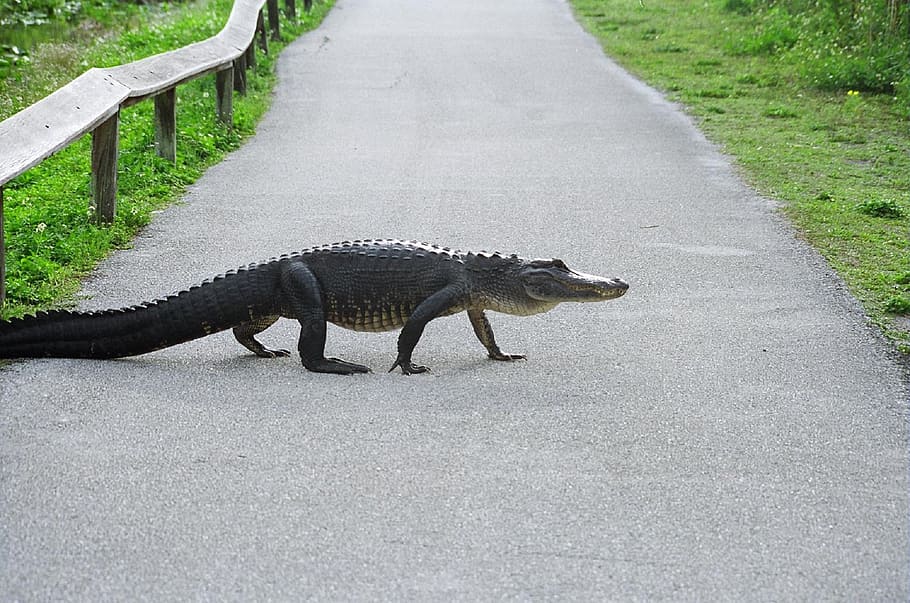 selective focus photography of crocodile on road, alligator HD wallpaper
