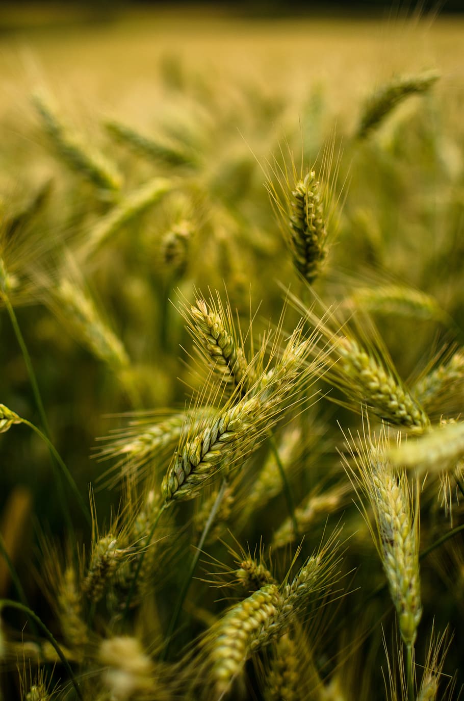 Field, Ecclesia, Nature, Quiet, the ecclesia, yields, poland HD wallpaper