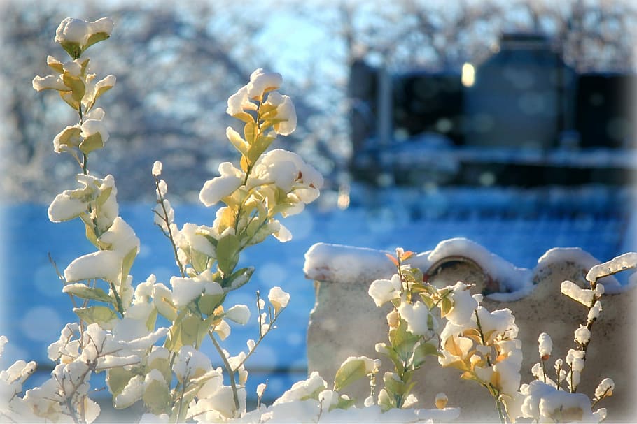 Snow, Winter, Ice, Cold, flower, fragility, nature, focus on foreground HD wallpaper