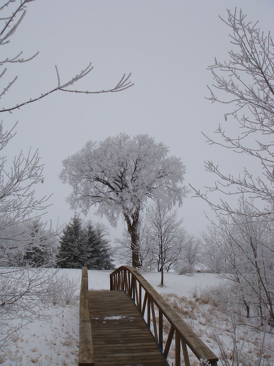tree, winter, footbridge, snow, frost, ice, cold temperature HD wallpaper