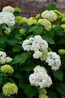 White, Hydrangea, Flowers, hydrangeas, white hydrangea, garden HD wallpaper
