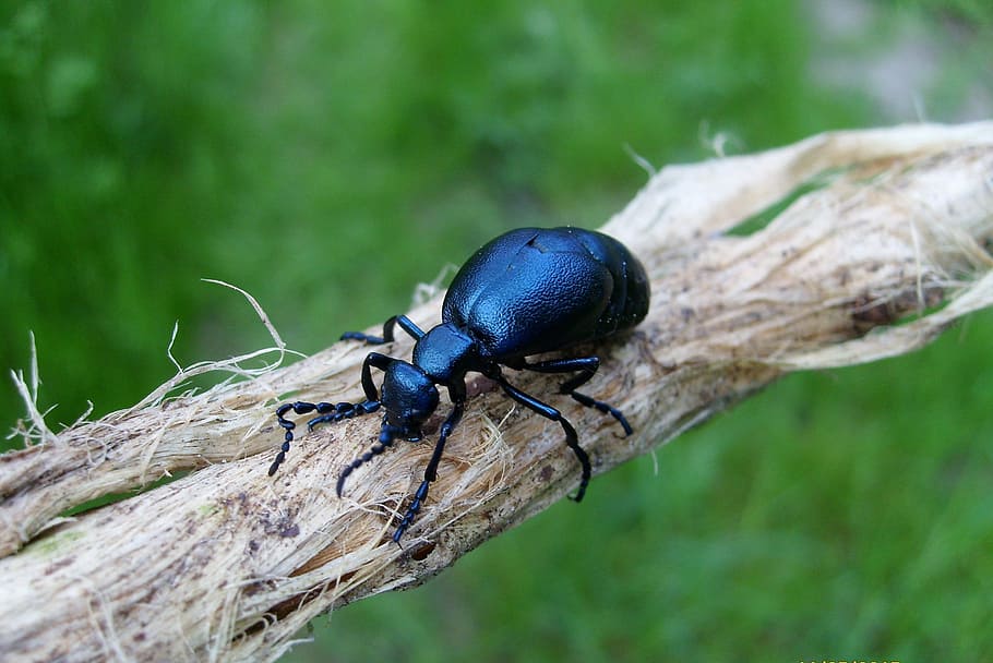 insect, macro, nature, animal wildlife, invertebrate, one animal HD wallpaper