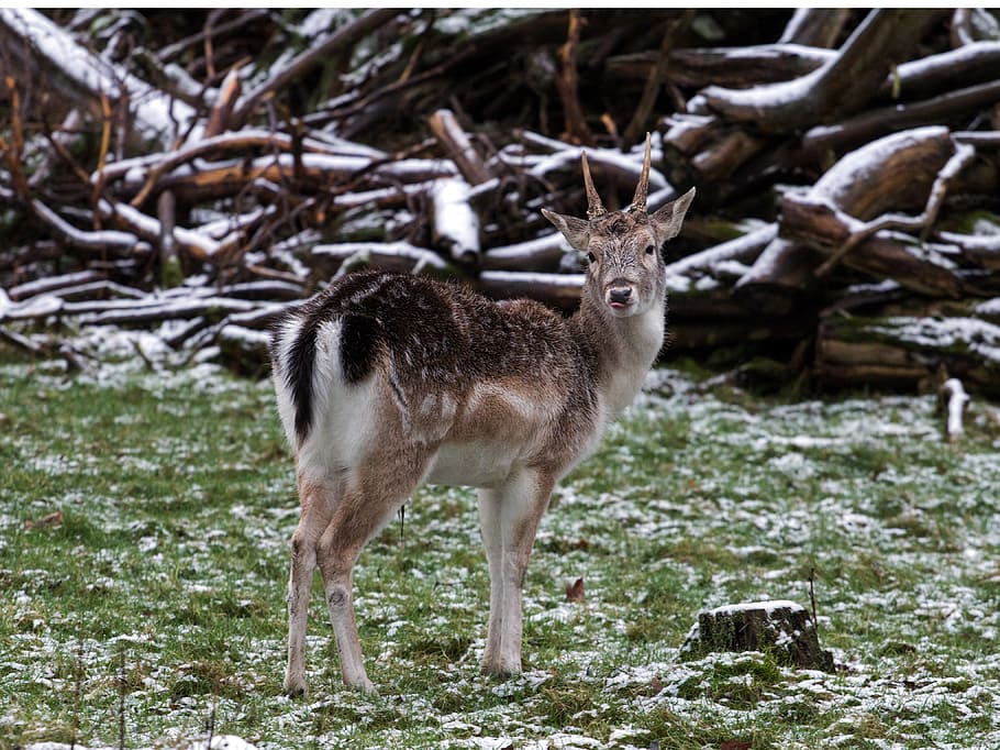 Wild, Fallow Deer, Red Deer, animal wildlife, animals in the wild HD wallpaper