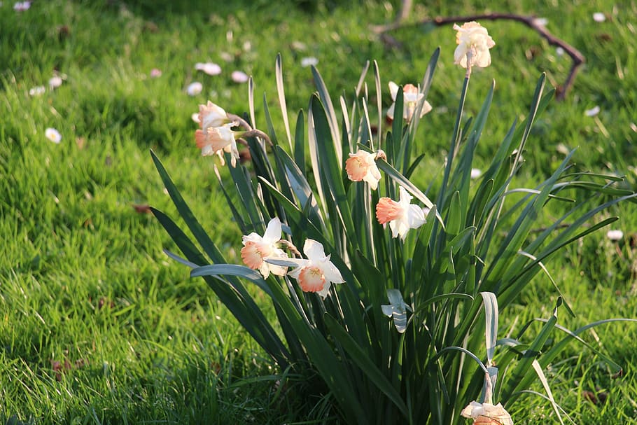 flower, meadow, green, spring, blossom, bloom, plant, nature HD wallpaper
