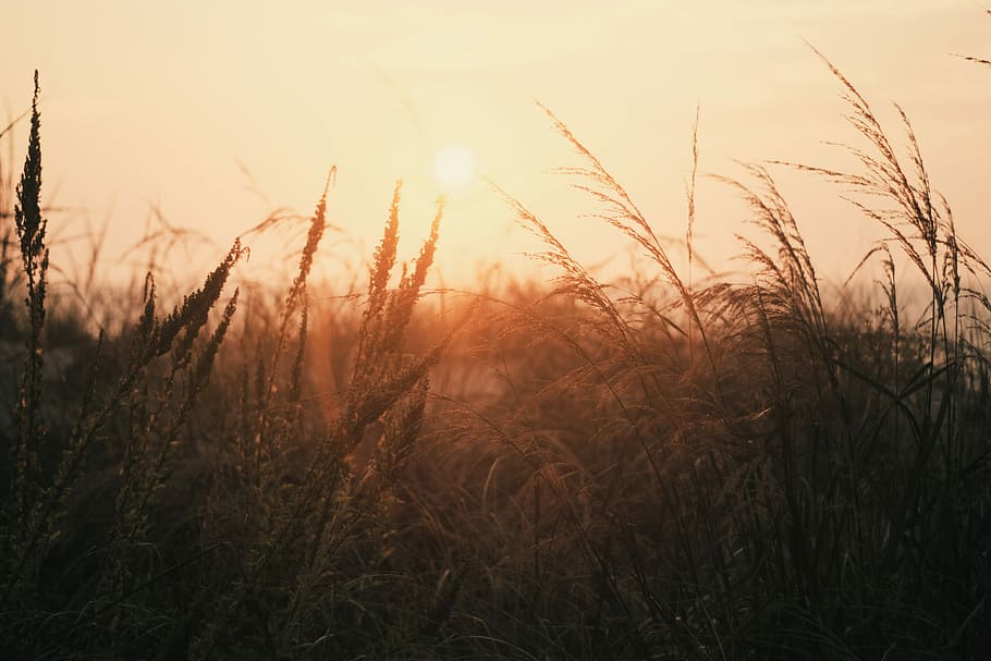closeup photo of green leafed plants, grass field, sunset, sunrise HD wallpaper