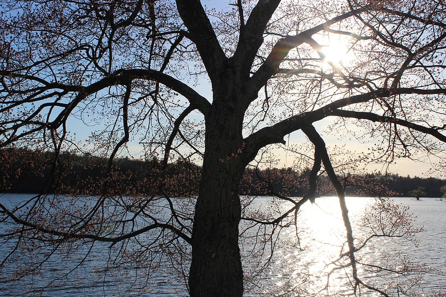 tree, lake, branch, water, nature, reflection, view, sun, tranquil HD wallpaper