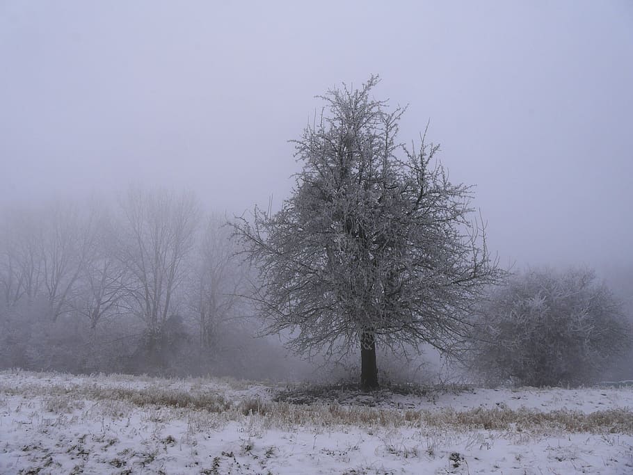 cold, tree, only, nature, snow, winter, cold temperature, plant HD wallpaper