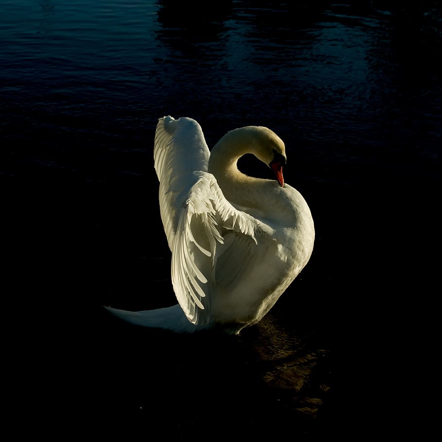 white swan on body of water, dawlish, texture, bird, black, devon
