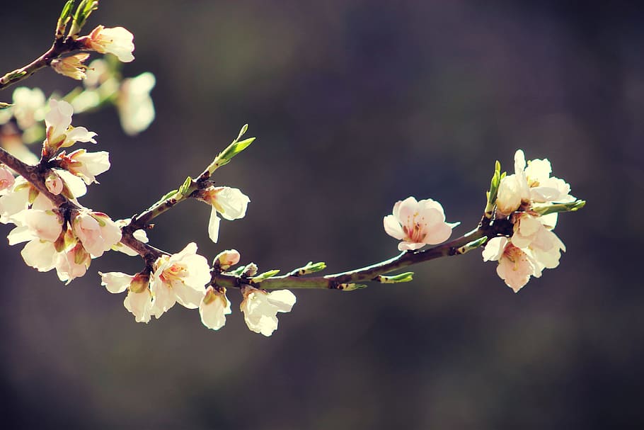 Spring, Bloom, Branch, Garden, Flowers, nature, pink, romantic HD wallpaper