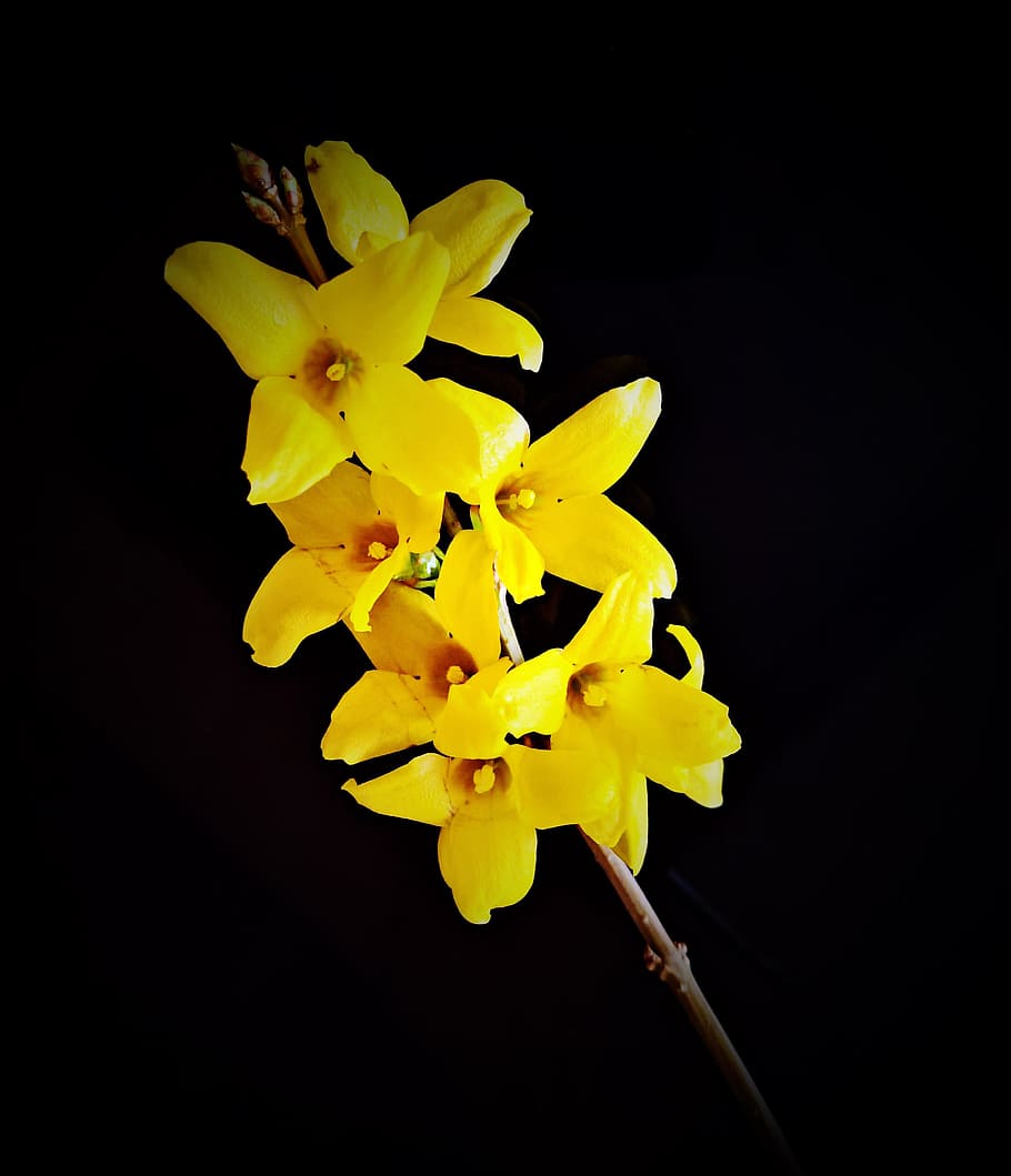 flower, forsythia, flowers, golden yellow, close, small branch, HD wallpaper
