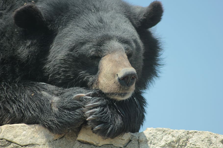 bear, quiet, black, animal, animal themes, mammal, one animal HD wallpaper