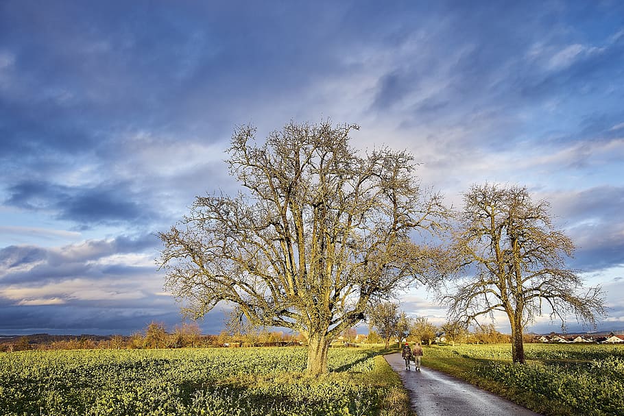 tree, weather, sky, nature, clouds, landscape, sun, autumn HD wallpaper