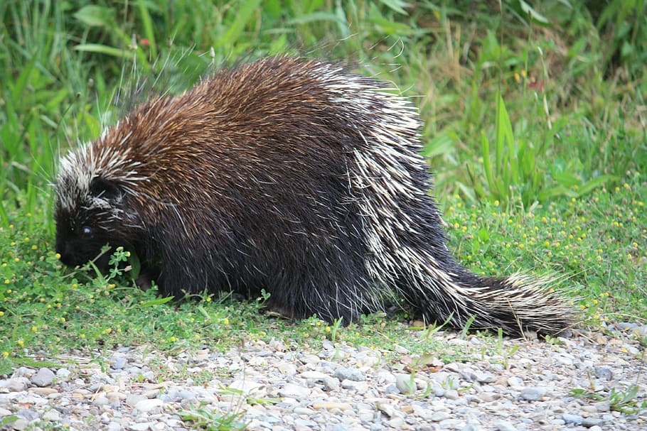 canadian porcupine, canada, animal, prickly, spur, animal wildlife, HD wallpaper