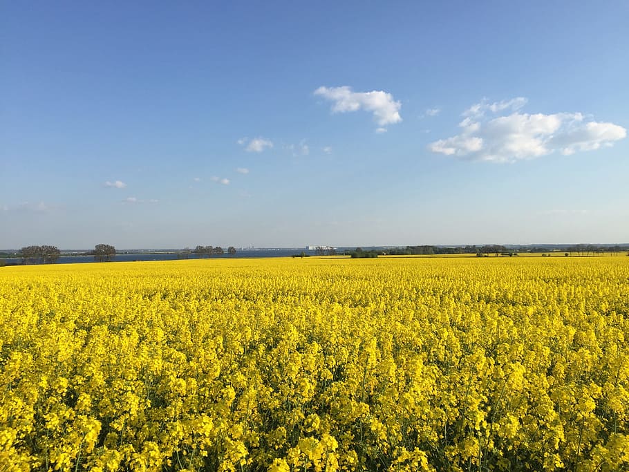 werft wismar, field of rapeseeds, summer, insel poel, yellow, HD wallpaper