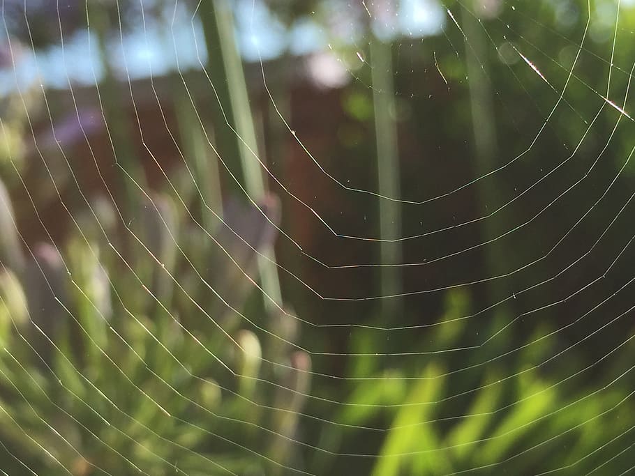 cobweb, macro, nature, spiderweb, morning, insect, net, spider web HD wallpaper