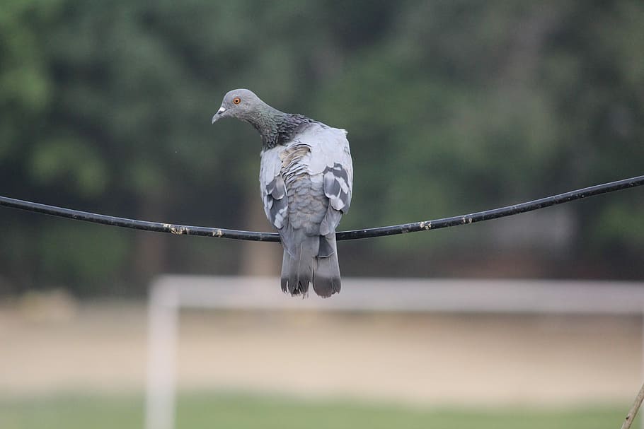 Pigeon, Wire, Balancing, Bird, sitting, curious, focus on foreground HD wallpaper