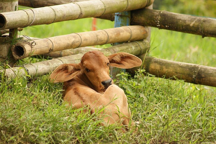 Fauna, Ulloa, Risaralda, Colombia, animal, farm, brown, mammal HD wallpaper