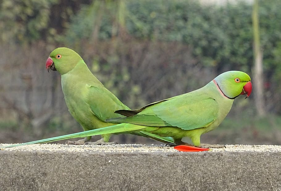 two green-and-red birds on gray concrete rack, parakeet, tropical, HD wallpaper