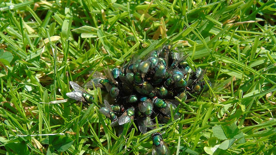 fly, animal, grass, insect, close, nature, kot, green color HD wallpaper
