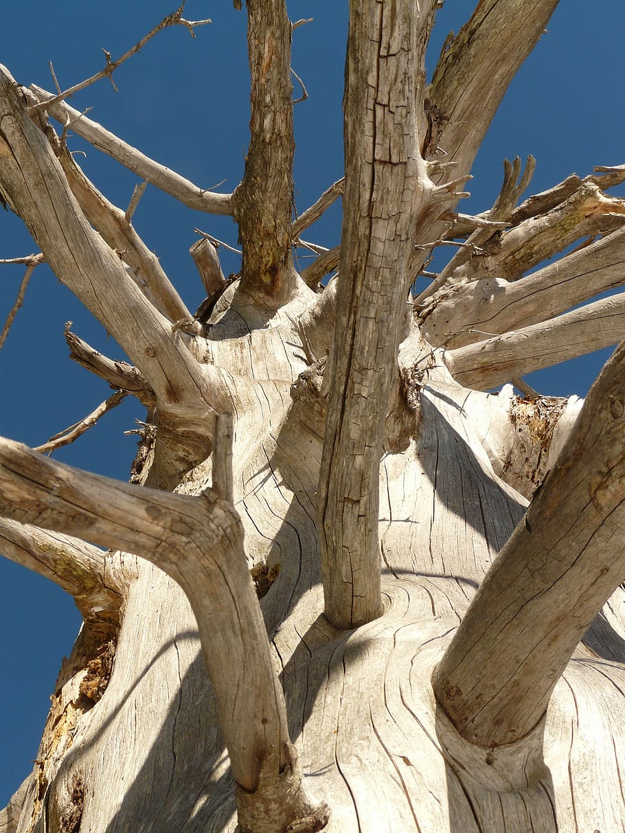 tree, log, wood, branch, branches, dead, bark, gnarled, firewood HD wallpaper