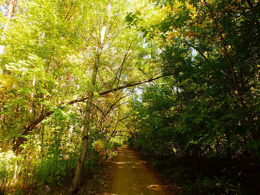 track, forest, shadow, autumn, branch, trees, green, yellow HD wallpaper