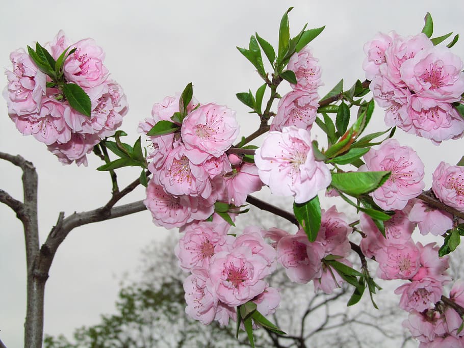 flower, spring, garden, blossom, flowering plant, fragility HD wallpaper