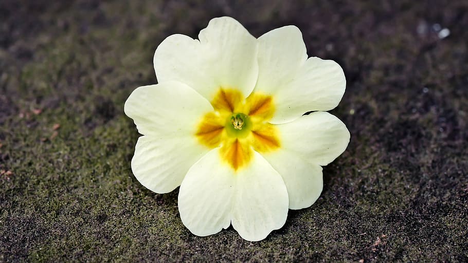 macro photography of white primrose flower, cowslip, spring HD wallpaper