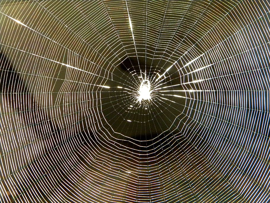 spider, spiderweb, insect, spider web, pattern, fragility, full frame HD wallpaper