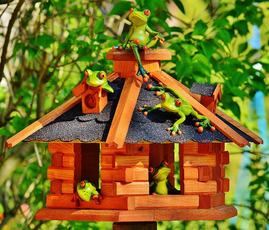 five green tree frogs, home, funny, sun, cheerful, cute, sweet HD wallpaper