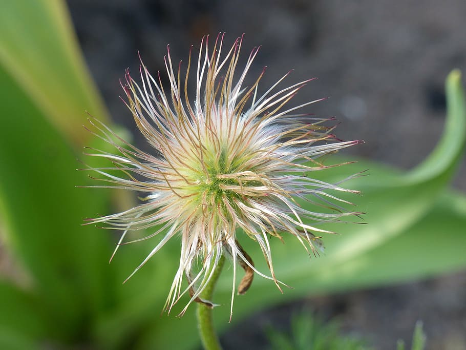 seedpod, green, spring, garden, nature, plant, flower, close-up HD wallpaper