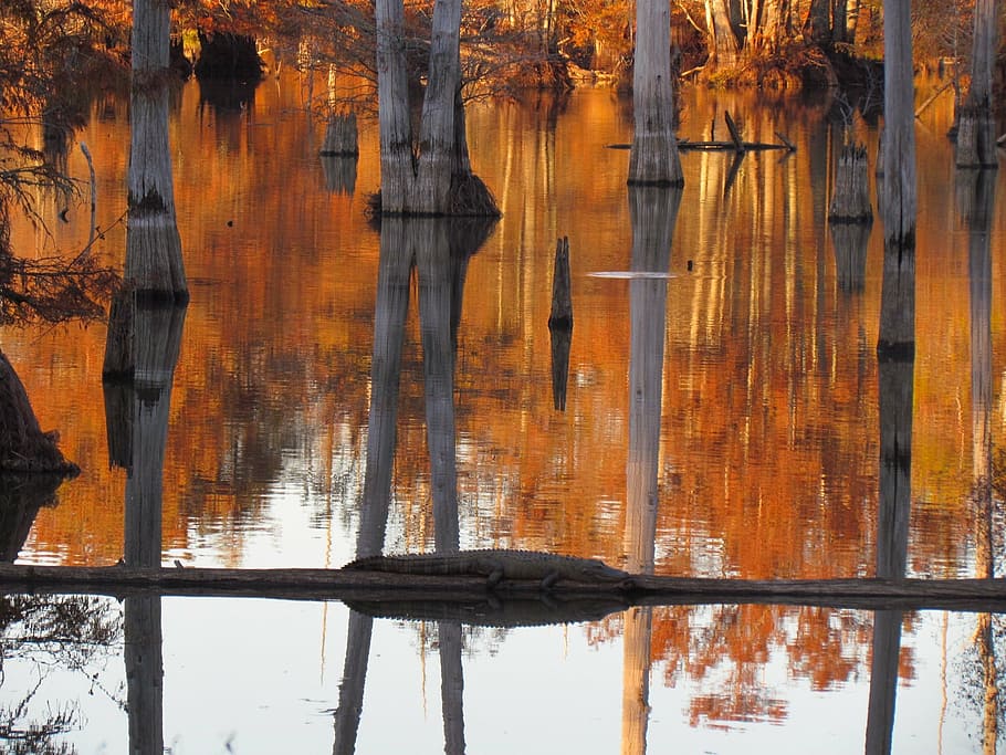 swamp, cypress, trees, water, landscape, reflection, nature HD wallpaper