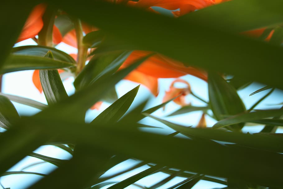 green leafed plant, flower, orange, petal, bloom, garden, nature HD wallpaper