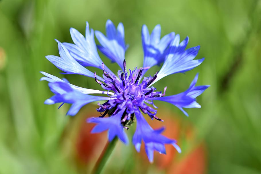 blue cornflower in selective focus photography, alpine cornflower, HD wallpaper